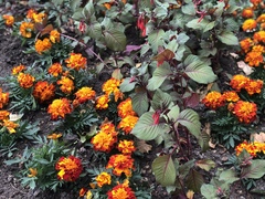Tagetes