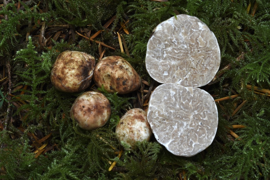 truffles様　ト◯・◯ーク T◯om Y◯rke ポ◯ター Amazon.com : Alter Eco | Deep Dark Sea Salt Truffles | 58