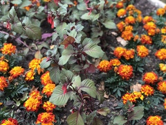 Tagetes