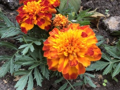 Tagetes