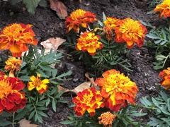 Tagetes