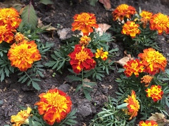 Tagetes