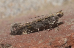 Aristotelia rubidella