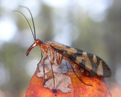 Panorpa rufa