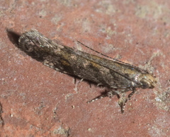 Aristotelia rubidella