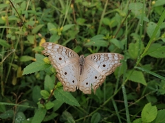 Anartia jatrophae