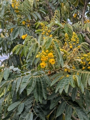 Senna viarum, photograph (c) Alissa Iverson, some rights reserved (CC BY)