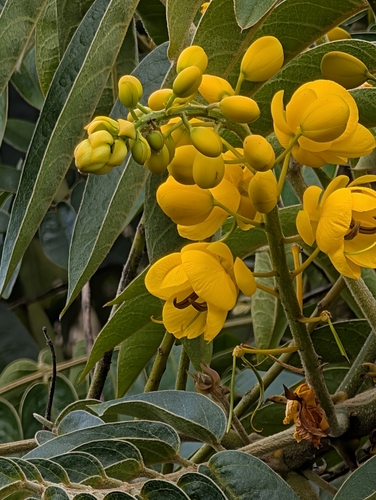 Senna viarum, photograph 5