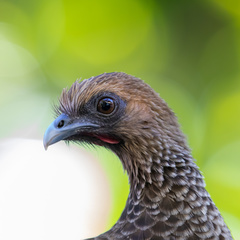 Ortalis araucuan