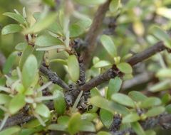 Coprosma dumosa