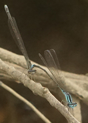 Enallagma divagans