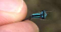 Enallagma divagans