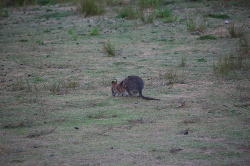 Red-necked Pademelon, O'Reilly QLD 4275, Australia, photo 10 of 10