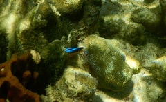 Pomacentrus grammorhynchus