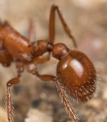 Pogonomyrmex subnitidus