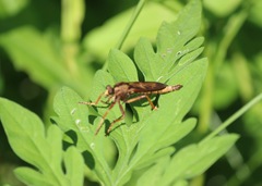 Asilus sericeus