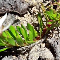 Lysimachia buxifolia