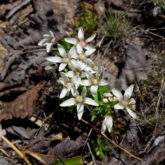 Lysimachia buxifolia