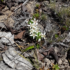 Lysimachia buxifolia