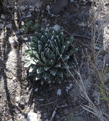 Agave victoriae-reginae