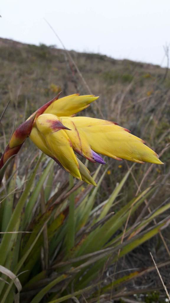 Tillandsia lajensis