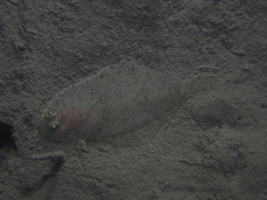 Arnoglossus laterna