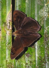 Telemiades centrites