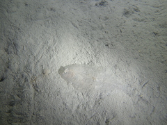 Arnoglossus laterna