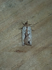 Planotortrix notophaea