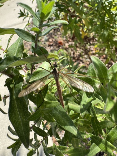 Unknown species found near Centennial Park, Sarnia, ON, CA