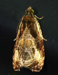 Olethreutes connectum