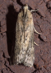 Sciota virgatella