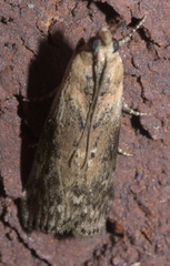 Sciota virgatella