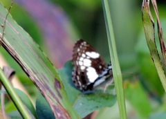 Neptidopsis ophione ophione