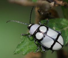 Omophoita octoguttata