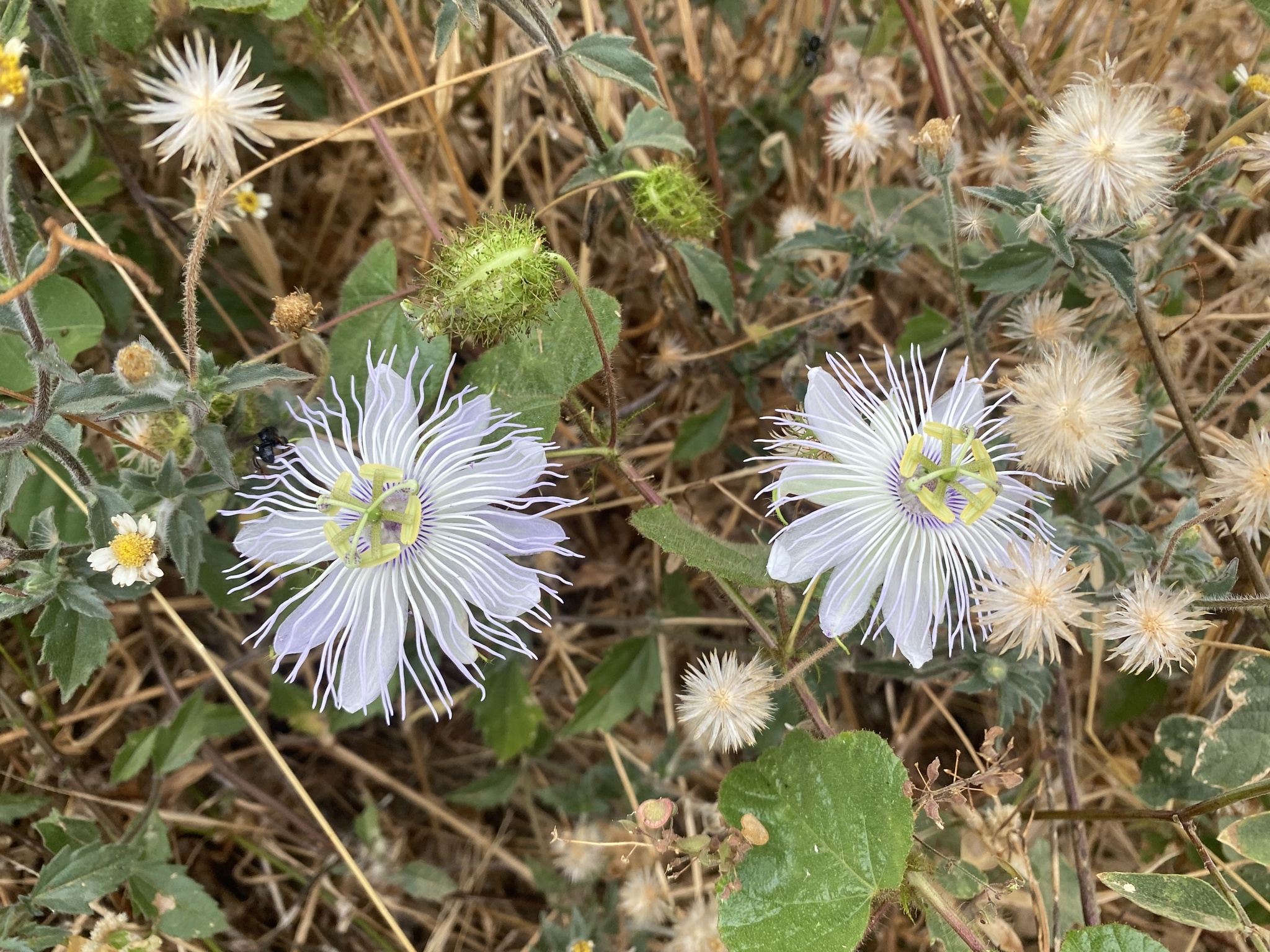 Passiflora foetida
