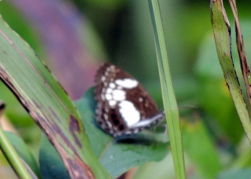 Scalloped False Sailor
