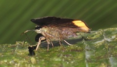 Telemiades centrites