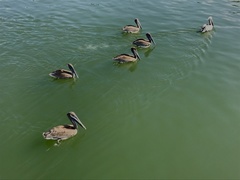 Pelecanus occidentalis