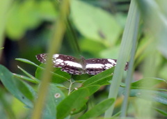 Neptidopsis ophione ophione