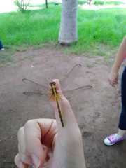 Erythrodiplax umbrata