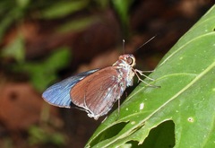 Thracides nida