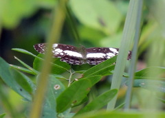 Neptidopsis ophione ophione