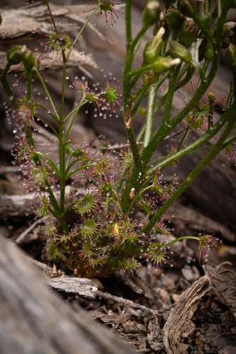 Drosera humilis
