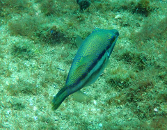 Canthigaster callisterna