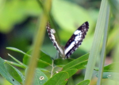 Neptidopsis ophione ophione