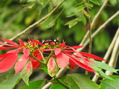 Heliconius doris viridis