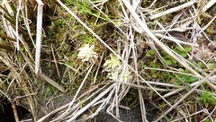 Sphagnum cristatum
