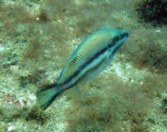 Canthigaster callisterna