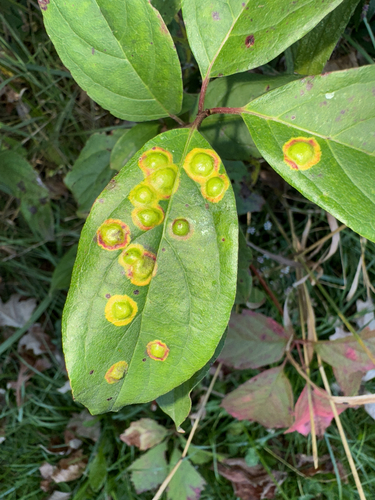 Unknown species found near WIS-92, Mount Horeb, WI, US